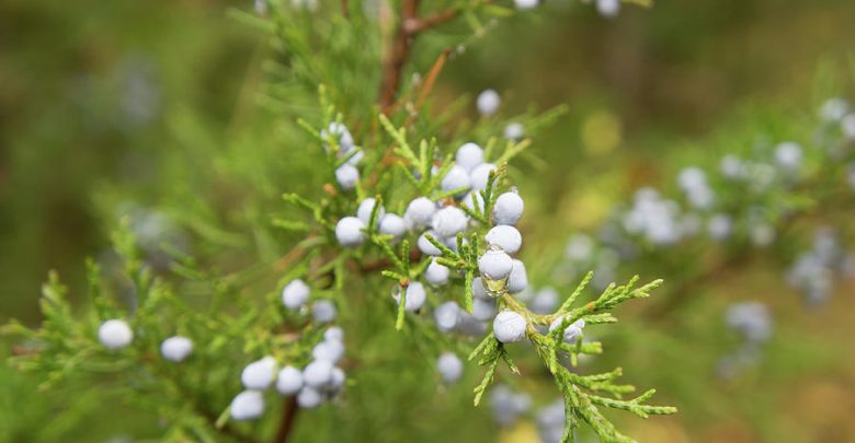 healthiest spices is juniper berries