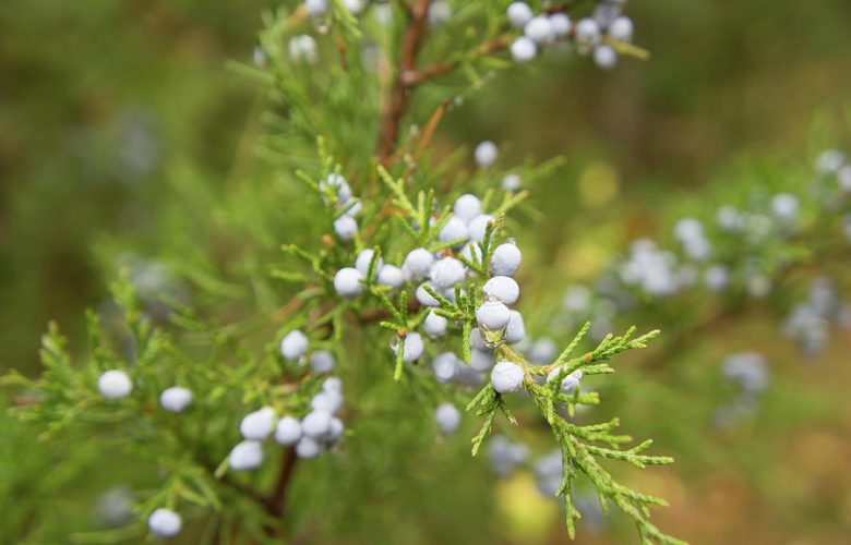 healthiest spices is juniper berries