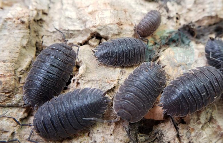 aquatic isopods